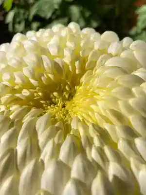 一ノ矢八坂神社(茨城県)