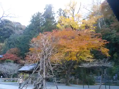 妙本寺(神奈川県)