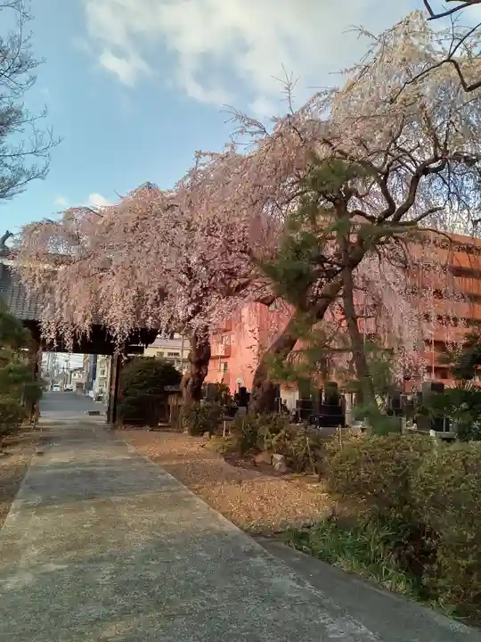 泰心院(宮城県)