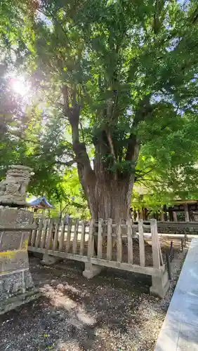 新宮熊野神社(福島県)