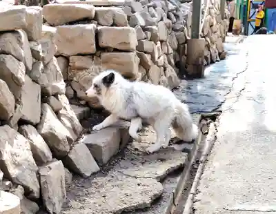 御金稲荷神社(宮城県)