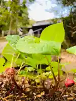 土津神社|こどもと出世の神さまの自然