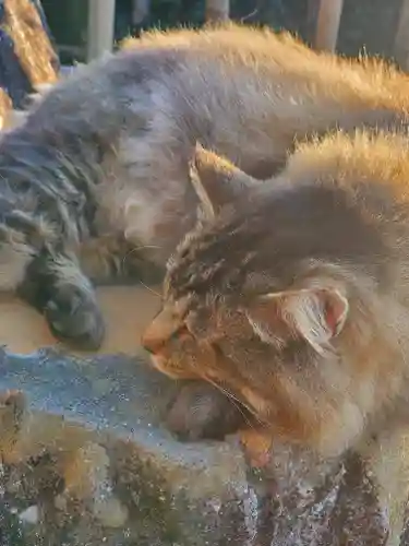 唐澤山神社の動物