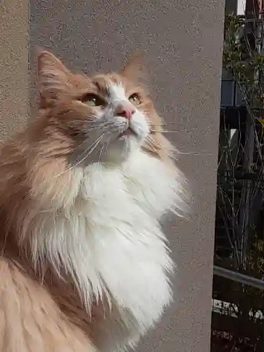 駒込妙義神社(東京都)