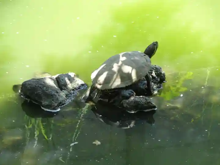 磐井神社の動物
