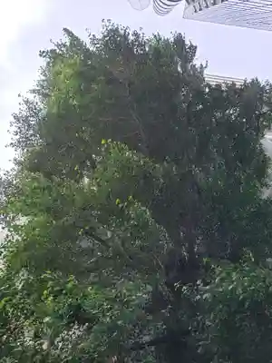 箒銀杏天満宮の自然