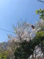 伏木香取神社の自然