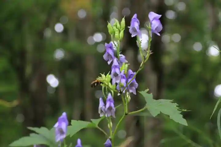磐椅神社の自然
