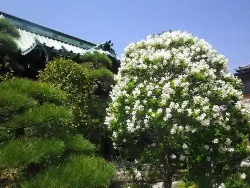 大巧寺の庭園