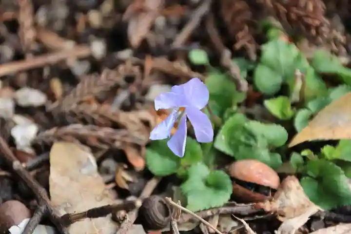 豊景神社の自然