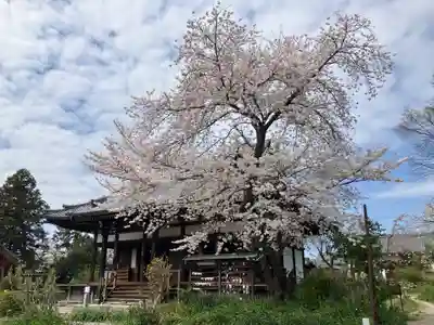 般若寺 ❁﻿コスモス寺❁(奈良県)