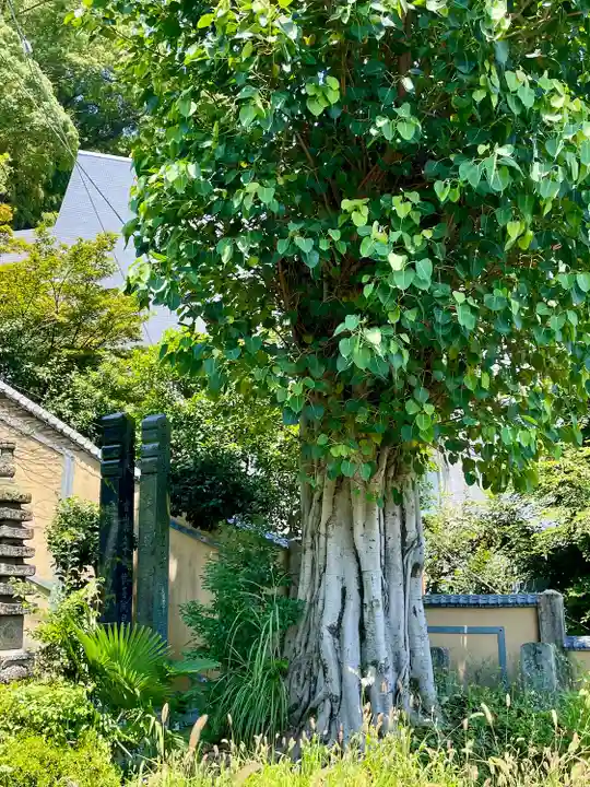 大乗寺(静岡県)