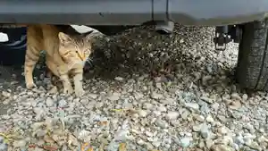 鹿角八坂神社の動物(2021年08月23日(月) 09時35分18秒投稿)