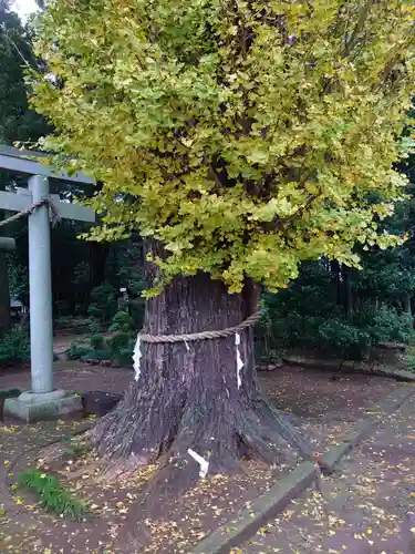 弓田香取神社の自然