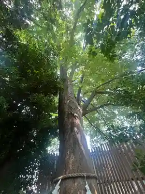 鎮守氷川神社(埼玉県)