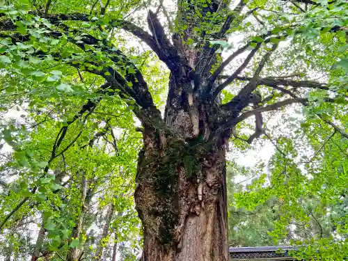 若狭姫神社（若狭彦神社下社）(福井県)