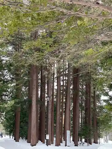 北海道神宮の自然