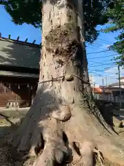 神明神社の自然