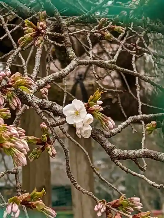 大原野神社(京都府)