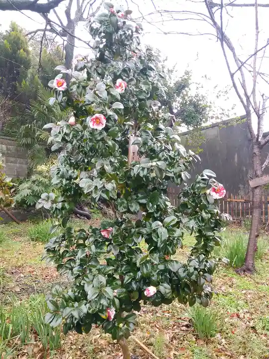 阿智神社の自然