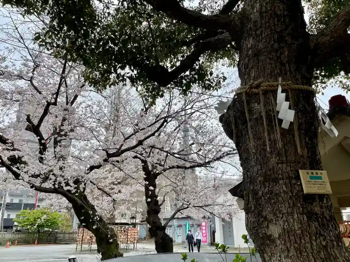 今戸神社(東京都)