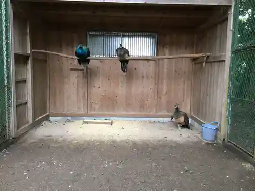 岩槻久伊豆神社の動物
