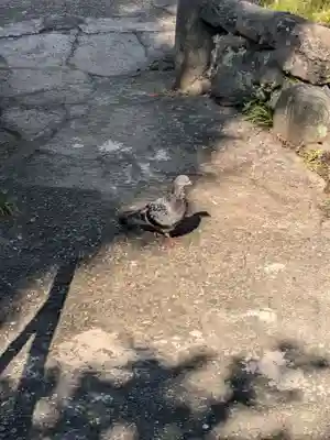 江島杉山神社(東京都)