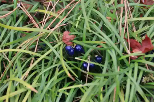 開成山大神宮の自然