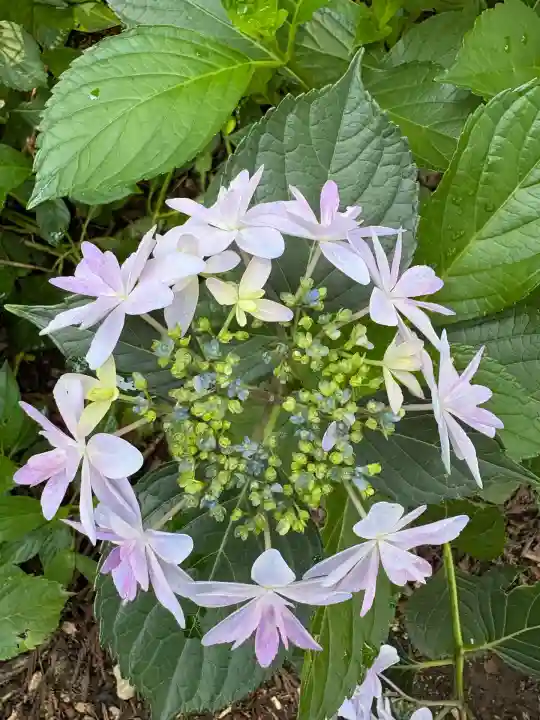 市杵島神社(高萩八幡宮境内社)(茨城県)