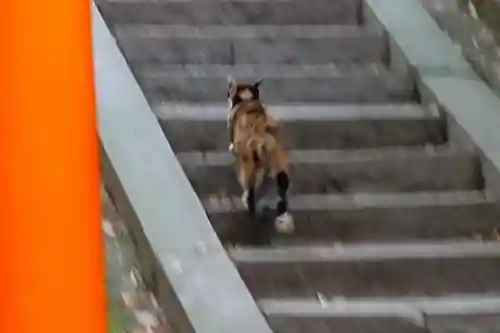 伏見稲荷大社の動物