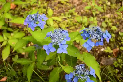矢田寺(奈良県)