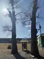 夫婦くぬぎ両神神社(椋神社)(埼玉県)