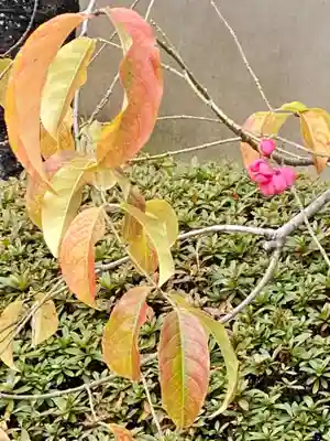 新德禅寺 (新徳寺)の自然