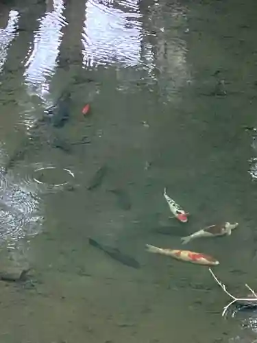 田村神社の動物