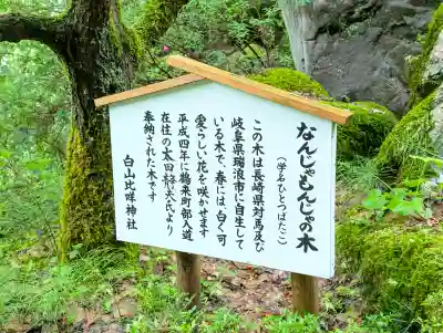 白山比咩神社の{uncategorized: "未分類", other: "その他", undefined: "問題あり", building: "その他建物", grave: "お墓", sacred_gate: "鳥居", guardian: "狛犬", statue: "像", buddha: "仏像", history: "歴史", nature: "自然", garden: "庭園", animal: "動物", pagoda: "塔", temizu: "手水舎", mountain_gate: "山門・神門", sanctuary: "本殿・本堂", subordinate: "末社・摂社", art: "芸術", scenery: "景色", jizo: "地蔵", ema: "絵馬", goshuin: "御朱印", omikuji: "おみくじ", items: "授与品その他", amulet: "お守り", goshuincho: "御朱印帳", eats: "食事", festival: "お祭り", votive_dance: "神楽", shichigosan: "七五三参", wedding: "結婚式", experience: "体験その他", initially: "初詣", around: "周辺", anti_infection: "感染症対策"}