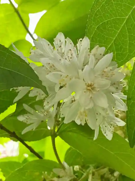 粟嶋堂宗徳寺の自然