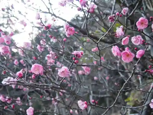 太龍寺の自然