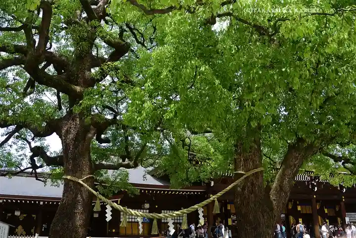 明治神宮(東京都)