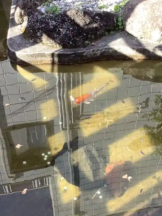 蝮ヶ池龍神社 辨天社(蝮ヶ池八幡宮飛地境内社)の動物