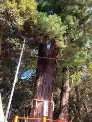 息栖神社の自然