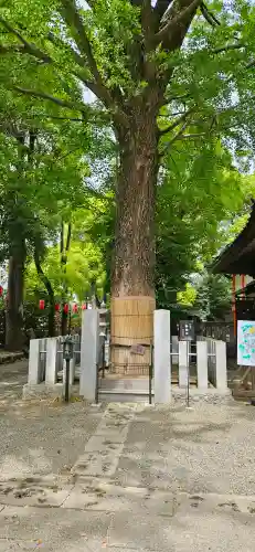 田無神社の{uncategorized: "未分類", other: "その他", undefined: "問題あり", building: "その他建物", grave: "お墓", sacred_gate: "鳥居", guardian: "狛犬", statue: "像", buddha: "仏像", history: "歴史", nature: "自然", garden: "庭園", animal: "動物", pagoda: "塔", temizu: "手水舎", mountain_gate: "山門・神門", sanctuary: "本殿・本堂", subordinate: "末社・摂社", art: "芸術", scenery: "景色", jizo: "地蔵", ema: "絵馬", goshuin: "御朱印", omikuji: "おみくじ", items: "授与品その他", amulet: "お守り", goshuincho: "御朱印帳", eats: "食事", festival: "お祭り", votive_dance: "神楽", shichigosan: "七五三参", wedding: "結婚式", experience: "体験その他", initially: "初詣", around: "周辺", anti_infection: "感染症対策"}