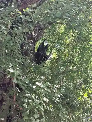 飛木稲荷神社(東京都)