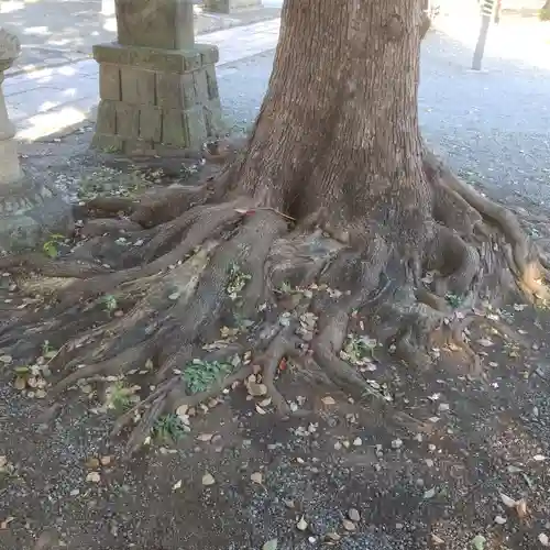 町田天満宮の自然