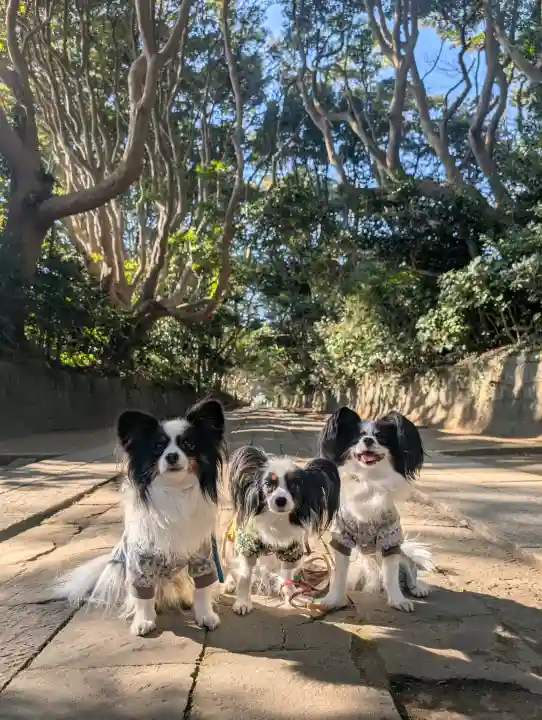 酒列磯前神社の{uncategorized: "未分類", other: "その他", undefined: "問題あり", building: "その他建物", grave: "お墓", sacred_gate: "鳥居", guardian: "狛犬", statue: "像", buddha: "仏像", history: "歴史", nature: "自然", garden: "庭園", animal: "動物", pagoda: "塔", temizu: "手水舎", mountain_gate: "山門・神門", sanctuary: "本殿・本堂", subordinate: "末社・摂社", art: "芸術", scenery: "景色", jizo: "地蔵", ema: "絵馬", goshuin: "御朱印", omikuji: "おみくじ", items: "授与品その他", amulet: "お守り", goshuincho: "御朱印帳", eats: "食事", festival: "お祭り", votive_dance: "神楽", shichigosan: "七五三参", wedding: "結婚式", experience: "体験その他", initially: "初詣", around: "周辺", anti_infection: "感染症対策"}