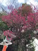 田無神社の自然