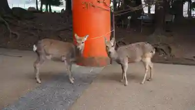 東大寺(奈良県)