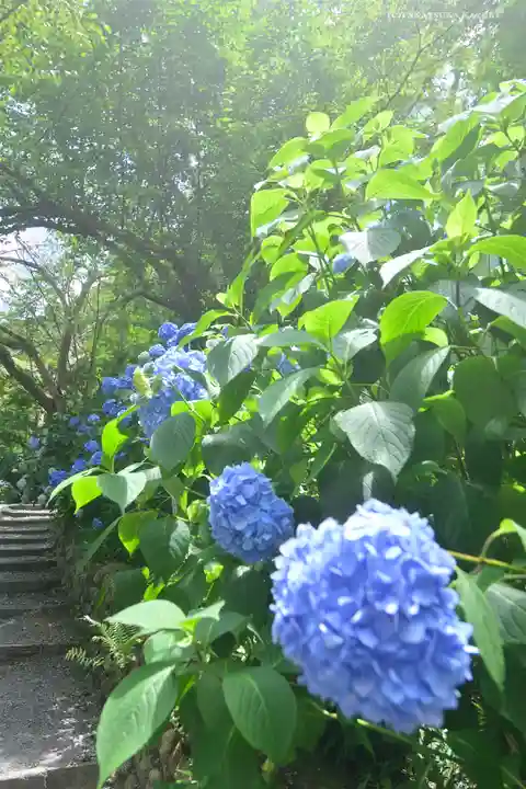 高幡不動尊 金剛寺の自然