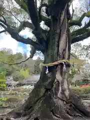 静岡浅間神社の自然