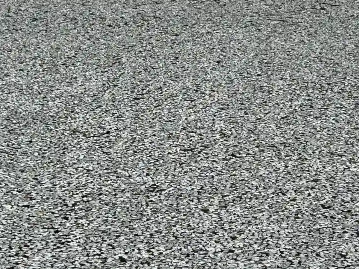 安養寺の{uncategorized: "未分類", other: "その他", undefined: "問題あり", building: "その他建物", grave: "お墓", sacred_gate: "鳥居", guardian: "狛犬", statue: "像", buddha: "仏像", history: "歴史", nature: "自然", garden: "庭園", animal: "動物", pagoda: "塔", temizu: "手水舎", mountain_gate: "山門・神門", sanctuary: "本殿・本堂", subordinate: "末社・摂社", art: "芸術", scenery: "景色", jizo: "地蔵", ema: "絵馬", goshuin: "御朱印", omikuji: "おみくじ", items: "授与品その他", amulet: "お守り", goshuincho: "御朱印帳", eats: "食事", festival: "お祭り", votive_dance: "神楽", shichigosan: "七五三参", wedding: "結婚式", experience: "体験その他", initially: "初詣", around: "周辺", anti_infection: "感染症対策"}