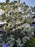 伏木香取神社の自然